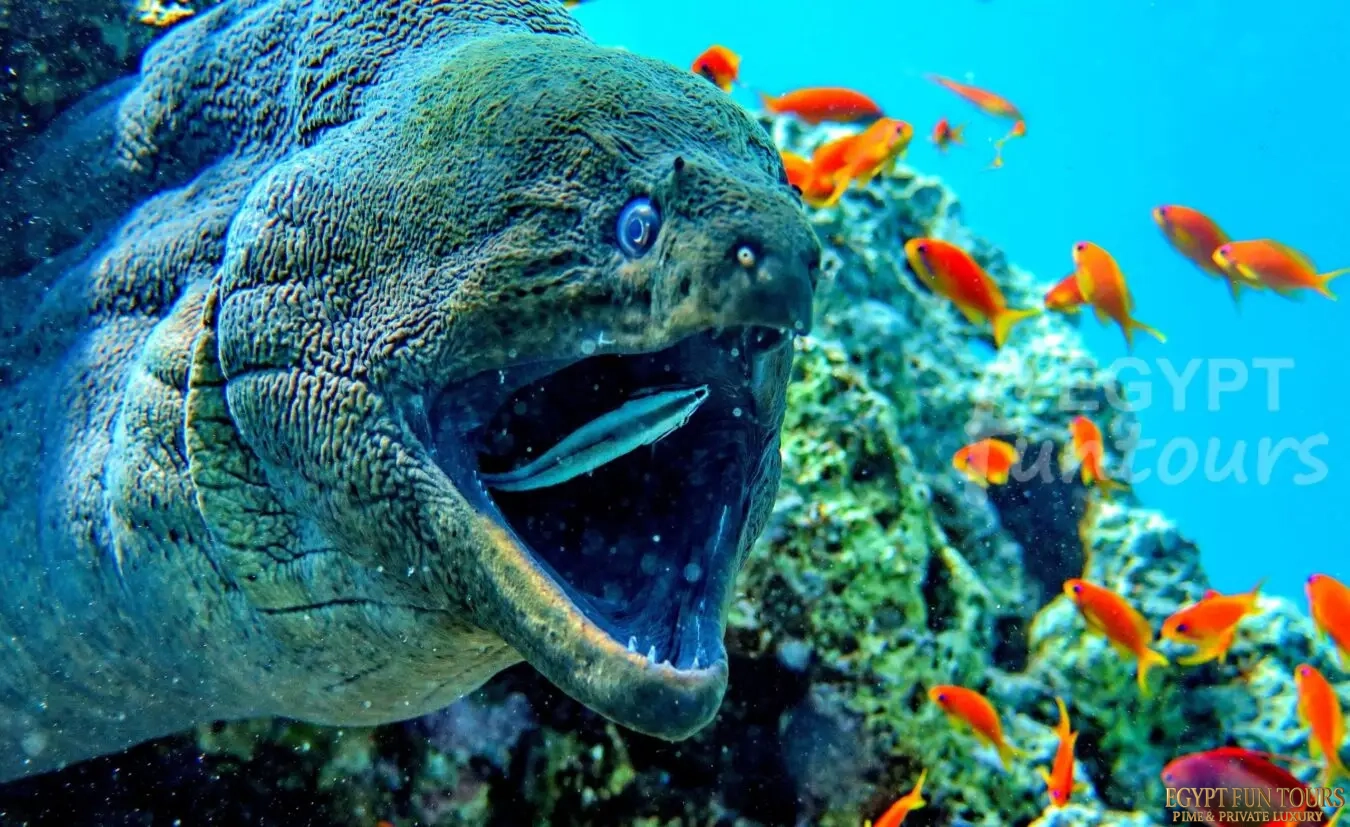 Scuba diving marsa alam - port ghalib diving excursion - diving in el gouna