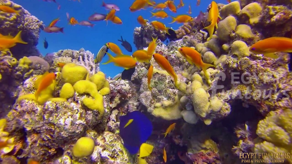 Scuba diving - 8-day Egypt Tour Package - Egypt Fun Tours
