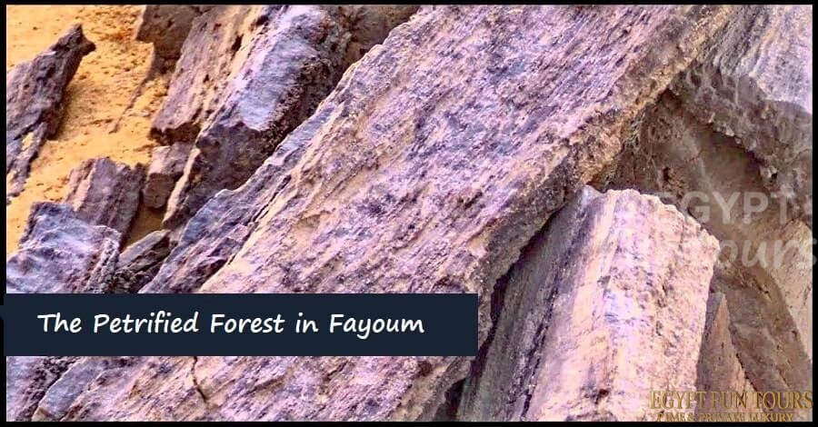 The Petrified Forest in el Fayoum - Top-Rated Attractions in El-Fayoum Oasis - Egypt Fun Tours