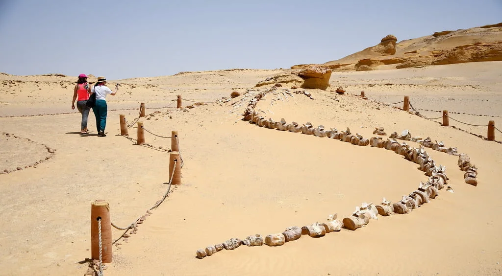 Geological Foundations The Prehistoric Seas and Canyons of Egypt