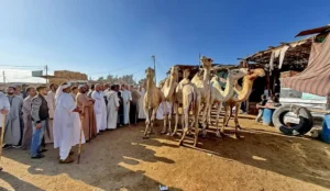Birqash Camel Market Half-Day Tour