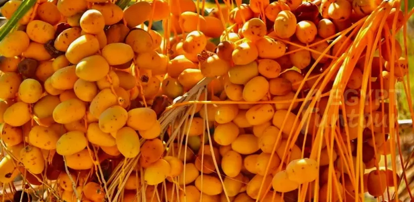 2-Day White Desert & Bahariya Oasis Private Safari; A Surreal Expedition from Cairo - yellow Egyptian dates