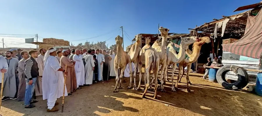 Birqash Camel Market Half-Day Tour