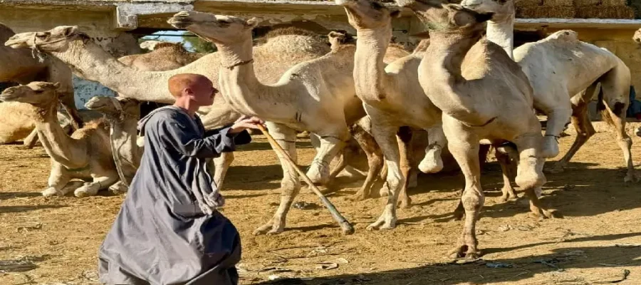 Birqash Camel Market Half-Day Tour