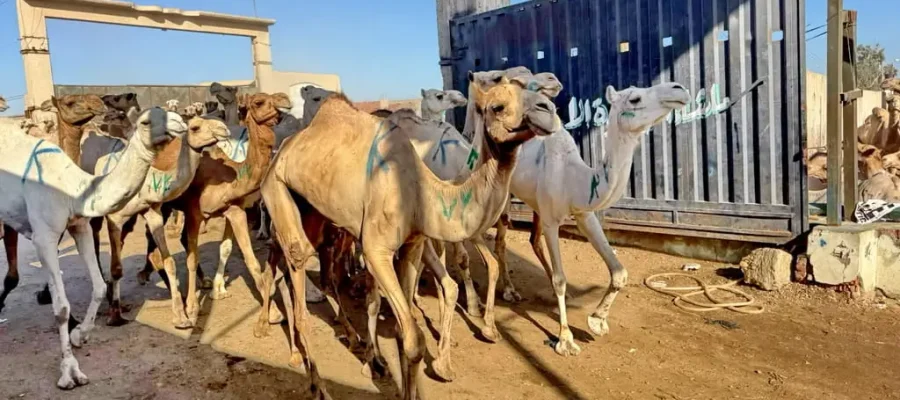 Birqash Camel Market Half-Day Tour
