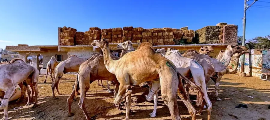Birqash Camel Market Half-Day Tour