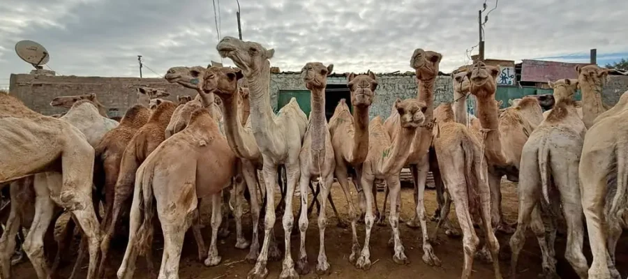 Birqash Camel Market Half-Day Tour