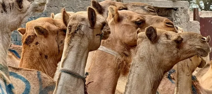 Birqash Camel Market Half-Day Tour