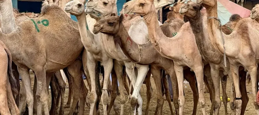 Birqash Camel Market Half-Day Tour