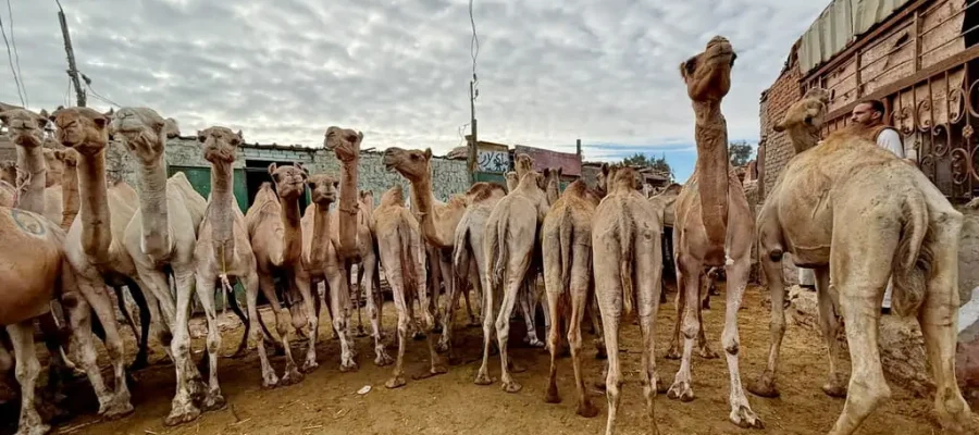 Birqash Camel Market Half-Day Tour