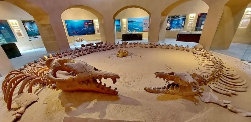 Climate Change Museum - Wadi El Hitan - Fayoum Oasis