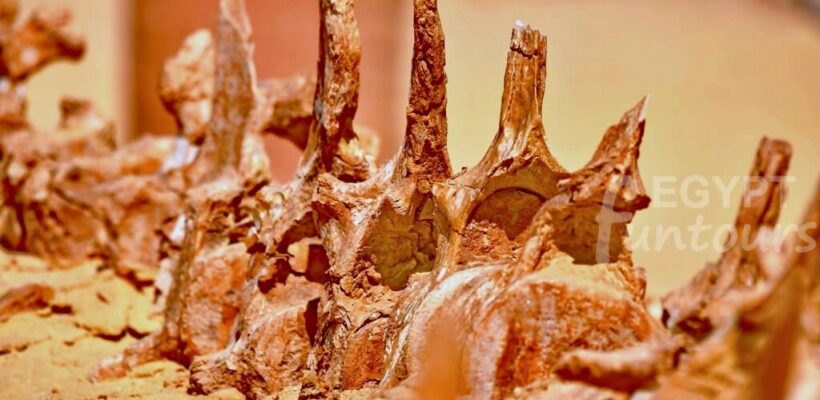 Fossils of Wadi El Hitan - 9 days unesco tour - 9-Day Tour Package