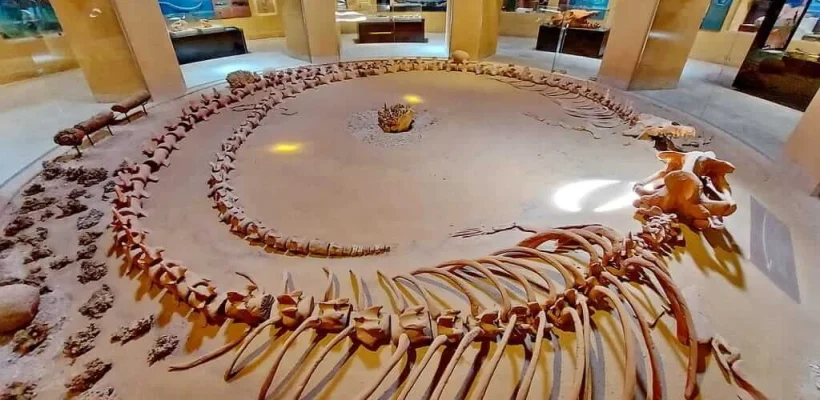 Fayoum Oasis Expedition; A Private 4x4 Journey to Wadi El Hitan and Magic Lake - Fossils Museum