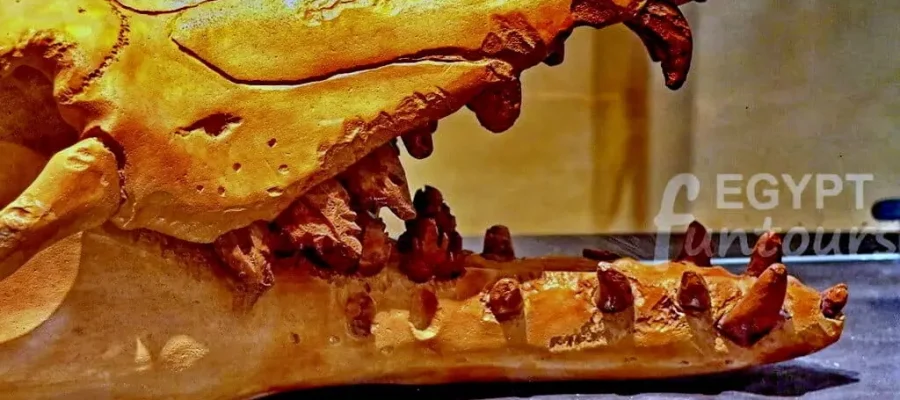 Fayoum Oasis Expedition; A Private 4x4 Journey to Wadi El Hitan and Magic Lake - Fossils of Whales