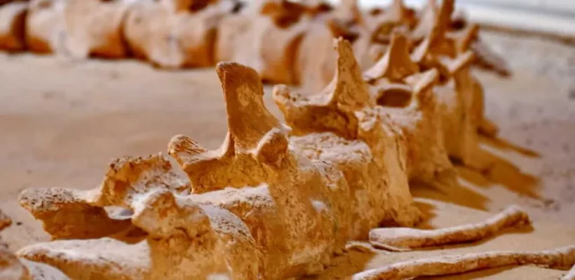 Fayoum Oasis Expedition; A Private 4x4 Journey to Wadi El Hitan and Magic Lake - Wadi El Hitan Fossils