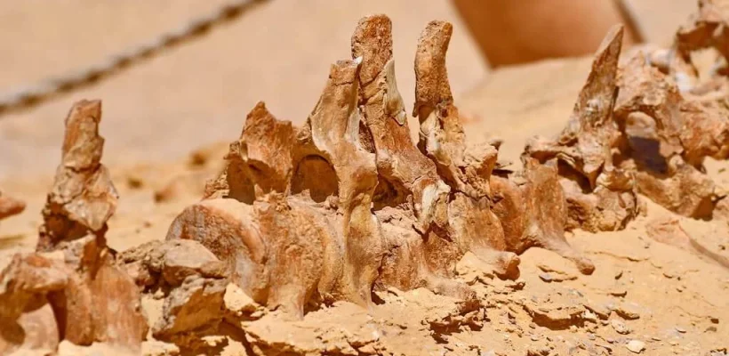 Fossils at Wadi El Hitan