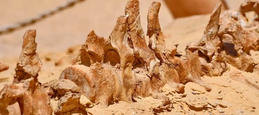Fossils at Wadi El Hitan