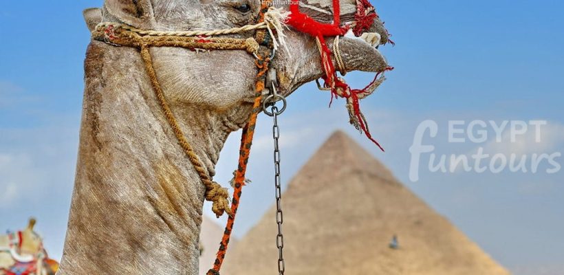 Giza pyramids camel 1