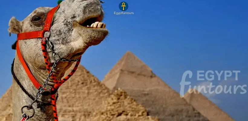 Giza-pyramids-camel - 3-Day Cairo Tour Package Pyramids, Saqqara, GEM & Old Cairo