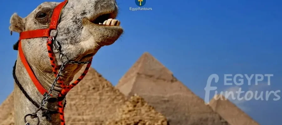 Giza-pyramids-camel - 3-Day Cairo Tour Package Pyramids, Saqqara, GEM & Old Cairo