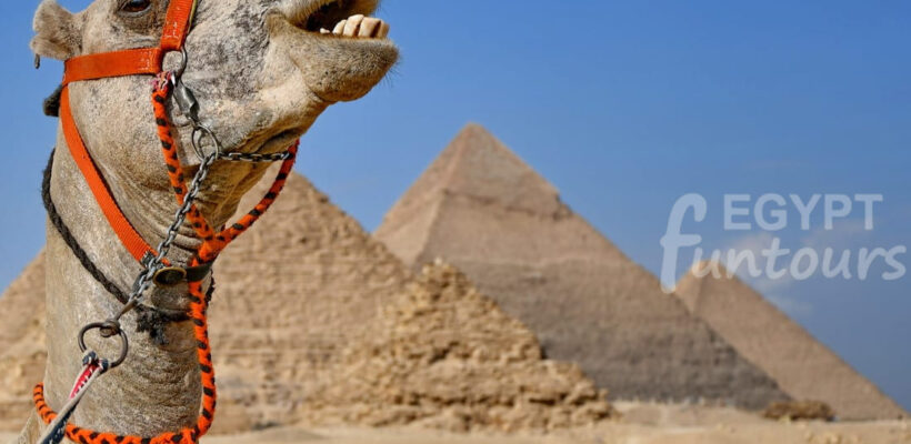 Giza pyramids camel - pyramids tour from the airport