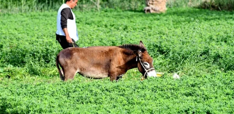 Green scenery in Fayoum Oasis