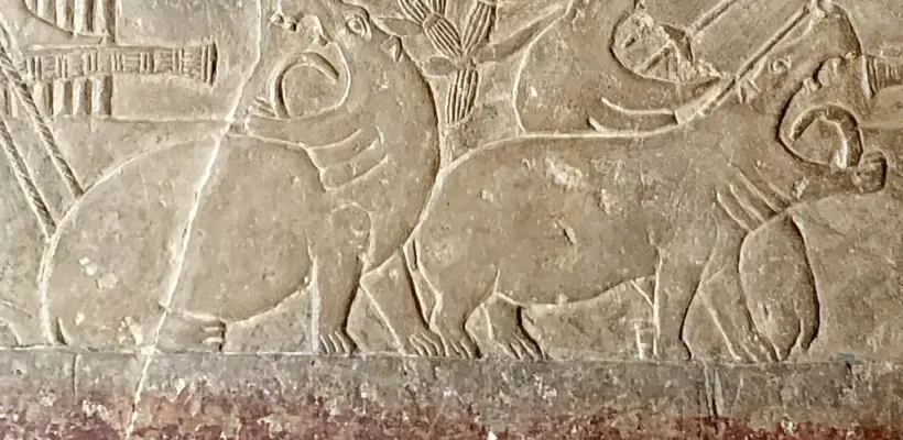 Hippos in ancient Egypt 1