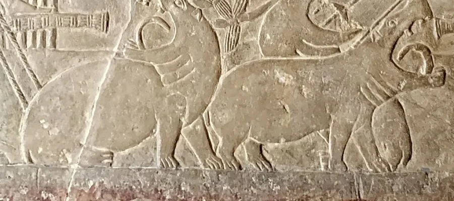 Hippos in ancient Egypt 1