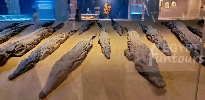 Kom Ombo Crocodile museum - The Crocodile god of ancient Egypt God Sobek
