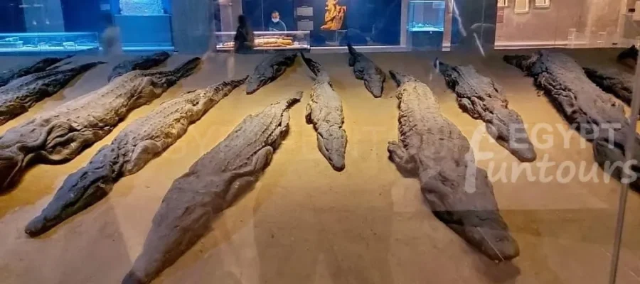 Kom Ombo Crocodile museum - The Crocodile god of ancient Egypt God Sobek