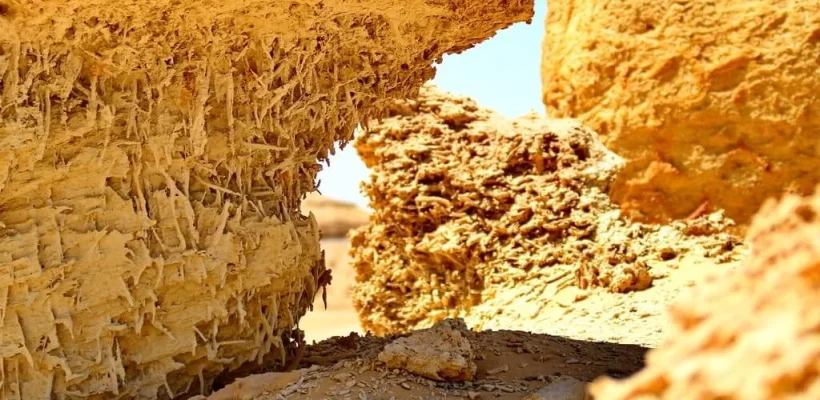 Mangroove fossils at Wadi El Hitan