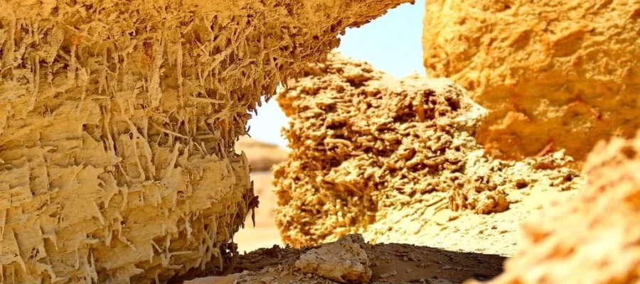 Mangroove fossils at Wadi El Hitan