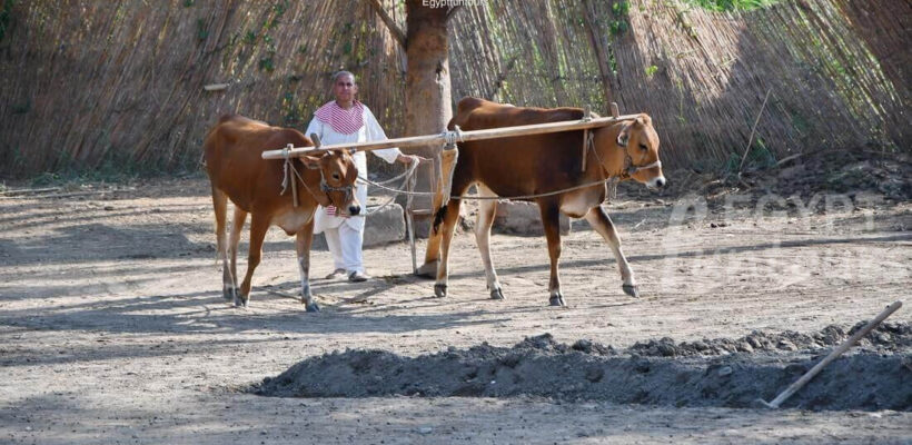 Pharoanic village 4 1