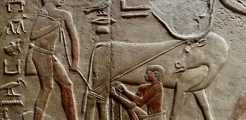 Private Giza Pyramids and Saqqara Tour Pyramids, Sphinx & Tombs