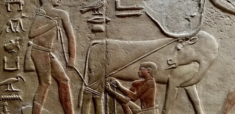 Private Giza Pyramids and Saqqara Tour Pyramids, Sphinx & Tombs