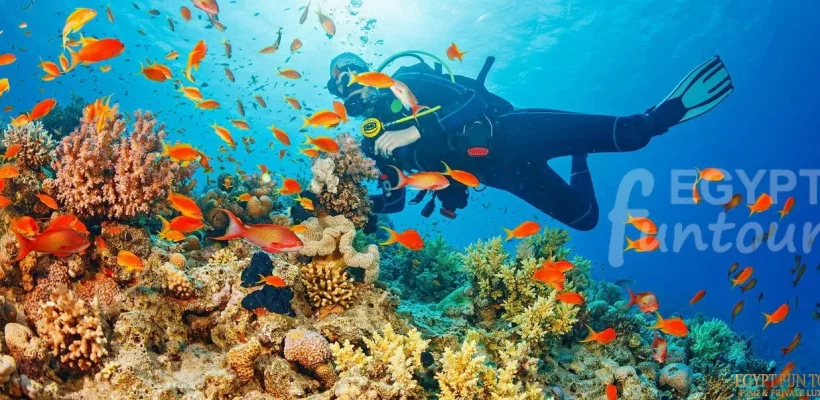 Scuba Diving from Safaga Port - Hurghada Airport Transfer to Safaga