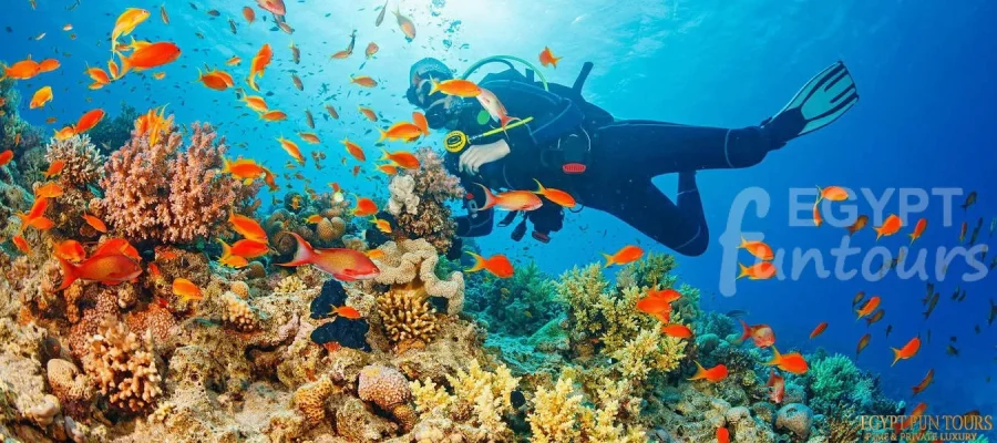 Scuba Diving from Safaga Port - Hurghada Airport Transfer to Safaga
