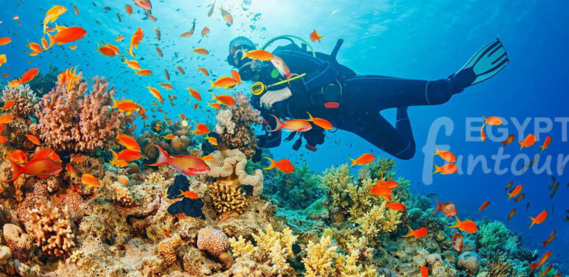 Scuba Diving from Safaga Port - Hurghada Airport Transfer to Safaga