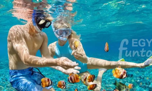 Snorkeling from Safaga Port Egypt Fun Tours