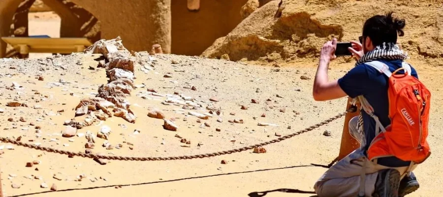 Wadi El Hitan Day Trip