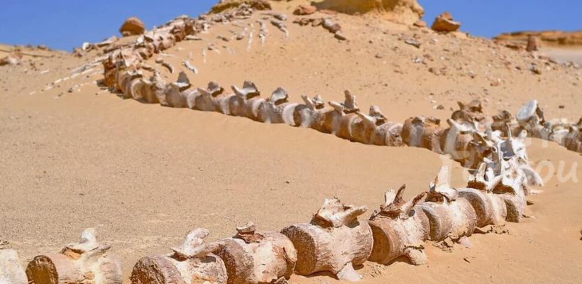 Wadi El Hitan Desert Safari Tour From Cairo - 4-day desert adventure
