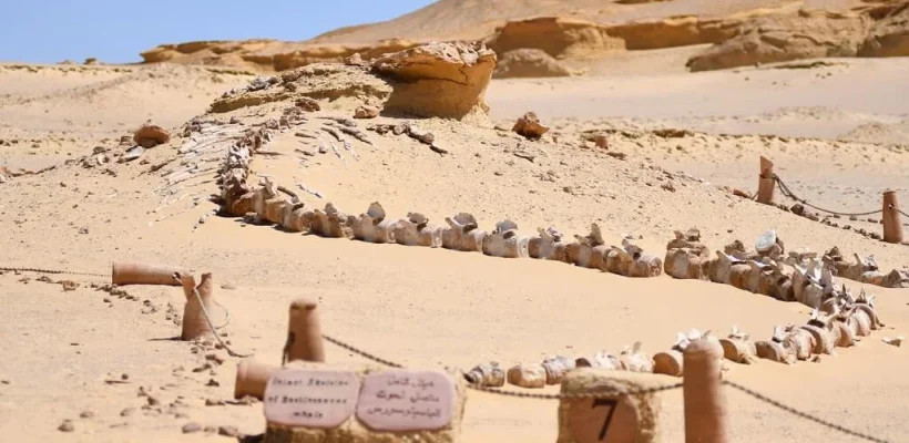 Whale's fossil at Wadi El Hitan