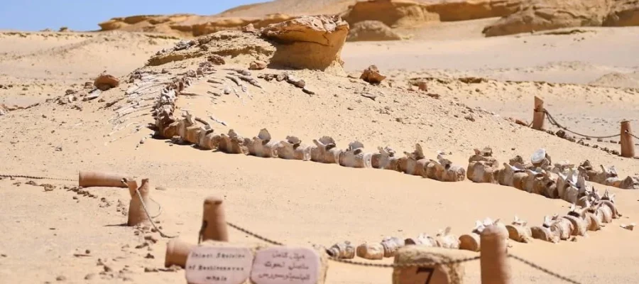 Whale's fossil at Wadi El Hitan - 3-day UNESCO tour of Cairo and Wadi El Hitan - Egypt Tours 3 Days