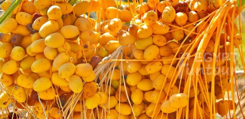 Black and White Desert excursion - 4-day desert adventure