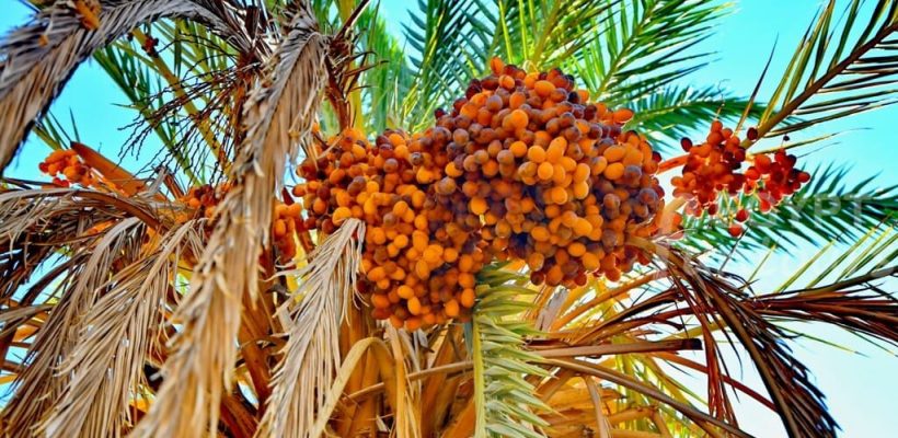 Egypt White Desert exploration - 3-day desert adventure