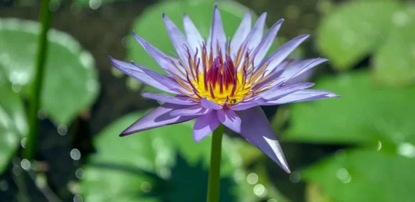 blue lotus flower Egypt fun tours