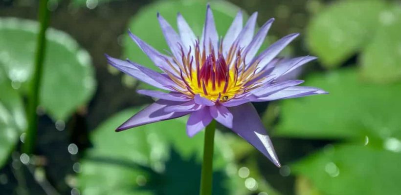 blue lotus flower Egypt fun tours