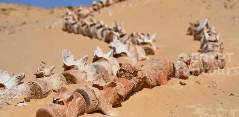 day trip from cairo to wadi el hitan - 4-day desert adventure