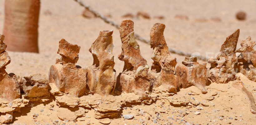 full day trip to wadi el hitan from cairo - Wadi El Hitan Trip from Cairo