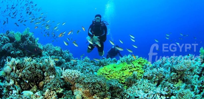 Scuba diving - port ghalib diving excursion